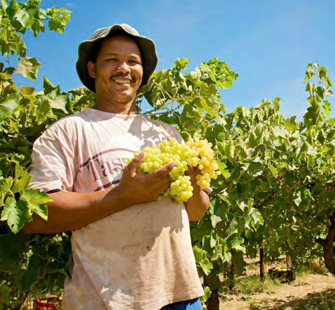 Farmer in vineyard