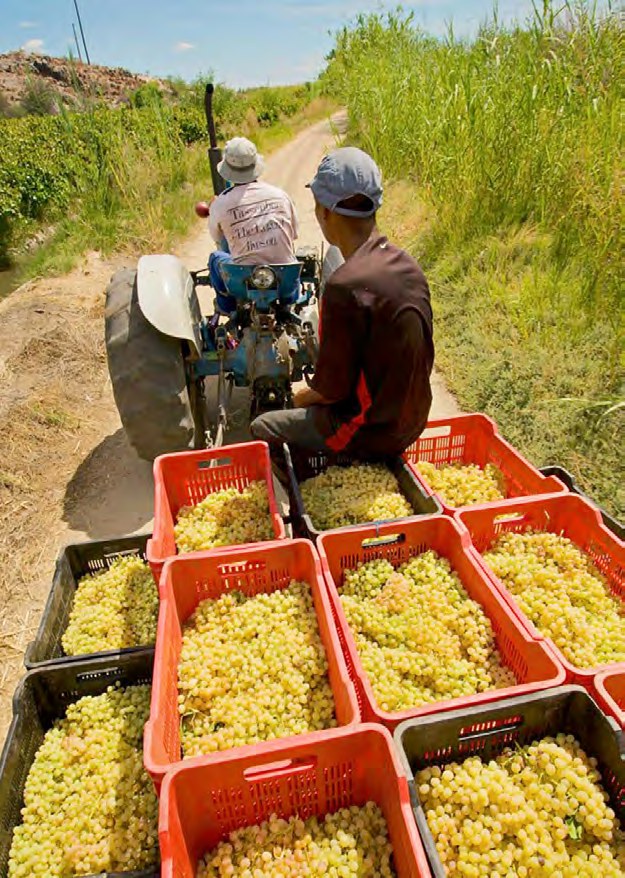 Grape harvest crates