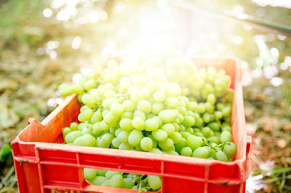 Grapes